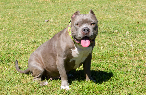 istock Gray bully breed dog sitting on the grass 1195918906