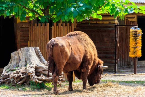 American bison (Bison bison), also known as buffalo in a paddock at farmyard