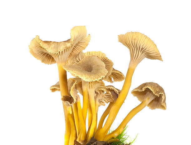 Funnel chanterelles  cantharellus tubaeformis stock pictures, royalty-free photos & images