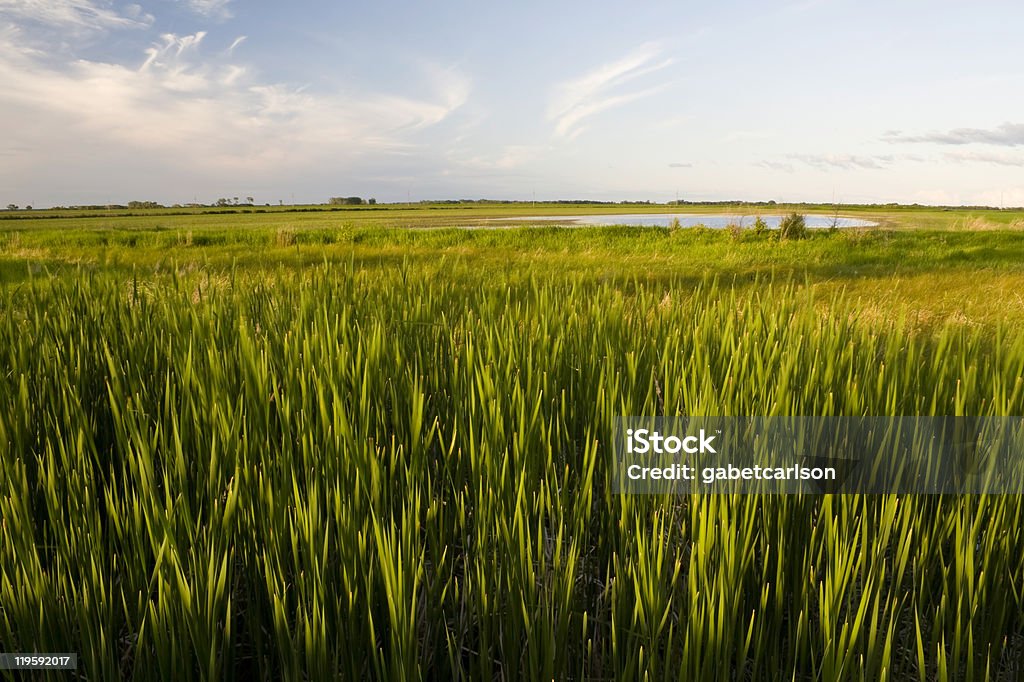 Panorama di prateria - Foto stock royalty-free di Acqua stagnante