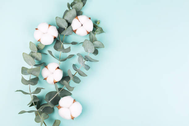 istock Creative frame made with fresh eucalyptus brances and cotton flower heads. 1195920703