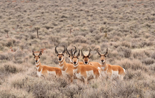 antelope graze in central Nevada