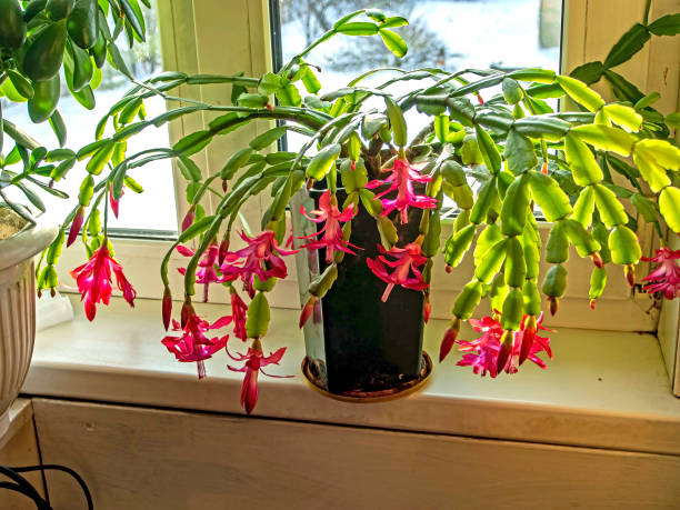 istock beautiful scarlet blooming Christmas cactus 1195920950