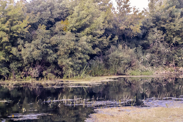 istock Nature landscape. River in the forest beautiful view 1195921704
