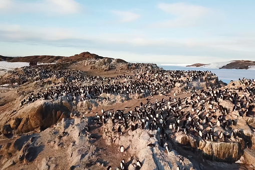 Colonies of penguins in Antarctica on the adjacent rocks.