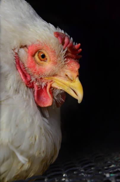 istock Free range Egg Chicken animal head portrait on black background. 1195921796