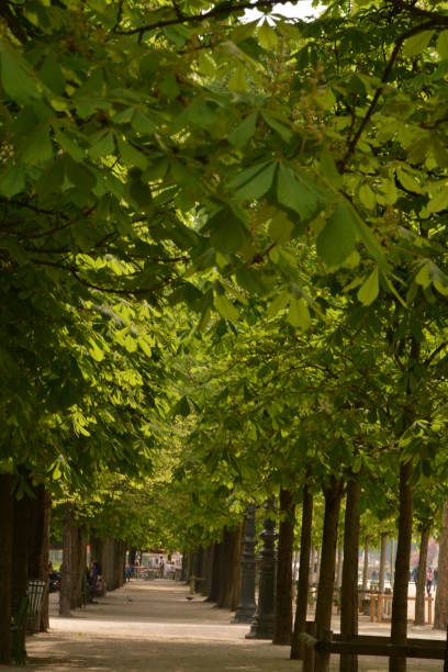 istock Spring time in Paris, France 1195922814