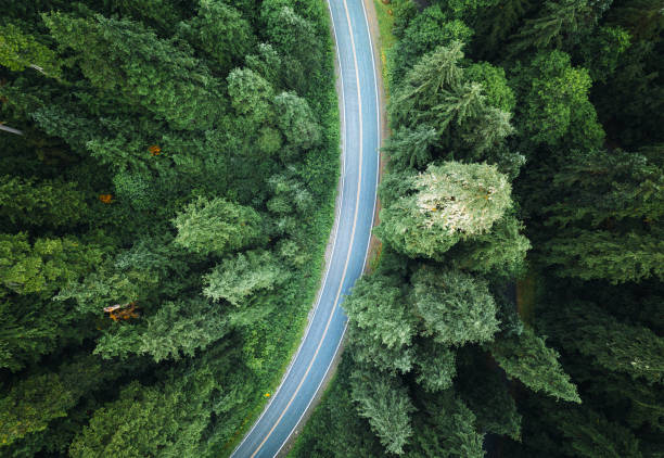 istock winding road in the forest on north america 1195927050