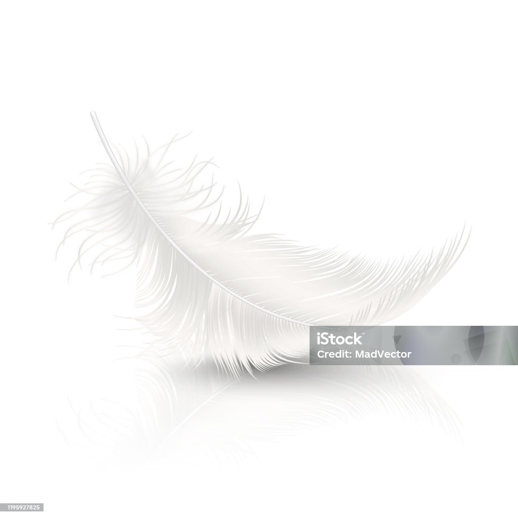 Vektor 3d realistische fallenweiße flauschige Twirled Feder mit Reflexion Nahaufnahme isoliert auf weißem Hintergrund. Design-Vorlage, Clipart von Engel oder detaillierte Vogel Quill - Lizenzfrei Feder Vektorgrafik