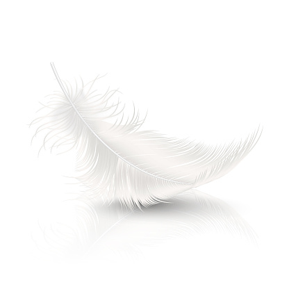 Vector 3d Realistic Falling White Fluffy Twirled Feather with Reflection Closeup Isolated on White Background. Design Template, Clipart of Angel or Detailed Bird Quill.