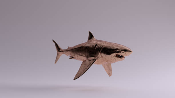 istock Bronze Great White Shark 3 Quarter Right View 1195927987