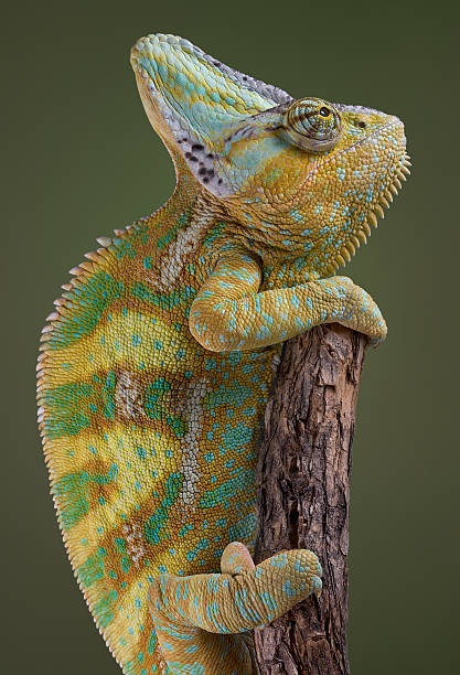 caméléon d'escalade - yemen chameleon photos et images de collection