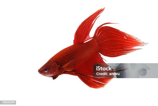 Rosso Pesce Combattente - Fotografie stock e altre immagini di Acqua - Acqua, Aggressione, Animale