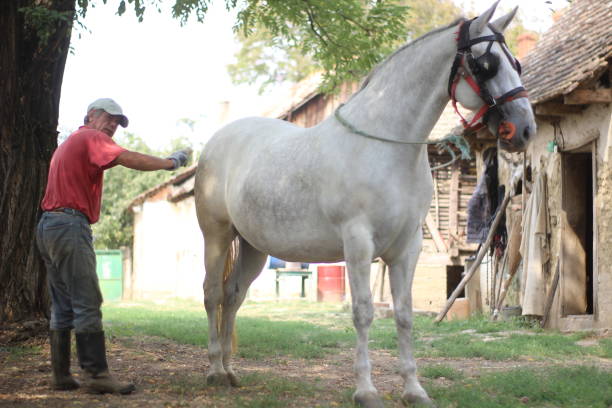 istock a man cares for horses 1195931813