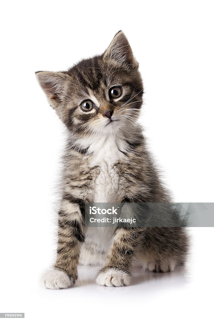 little kitten  Animal Stock Photo