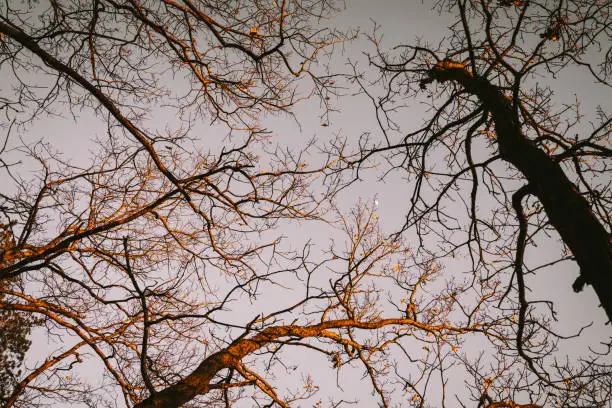 bare trees in autumn with view from below in the sky