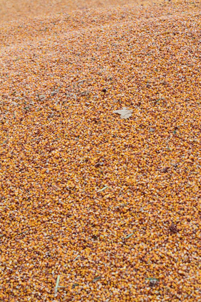 istock Wheat grain. France. 1195934954