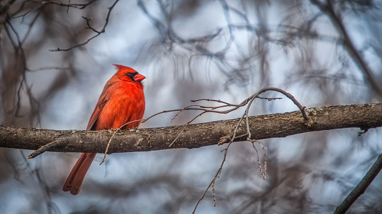 red cardinals standing on the spring green tree branch