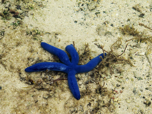istock A view on a blue star fish, Linckia laevigata 1195935968