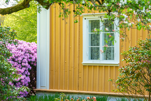 Yellow house wall and pink Rhododendron