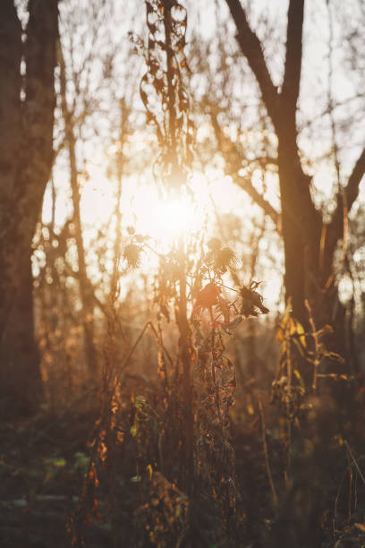 istock Autumn background, dry grass in the sunlight. 1195936621