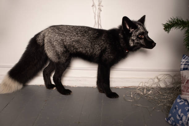 against a white wall is a black silver fox