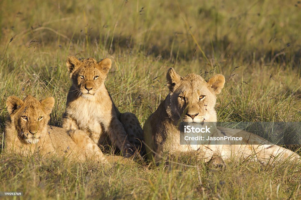 Lion pride - Photo de Afrique libre de droits