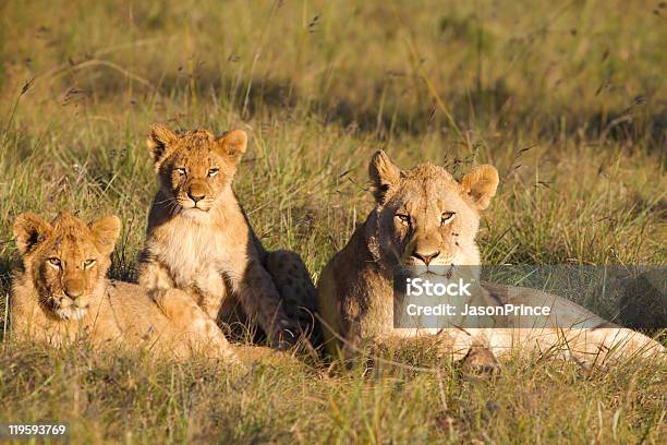 Photo libre de droit de Lion Pride banque d'images et plus d'images libres de droit de Afrique - Afrique, Animal femelle, Animal vertébré