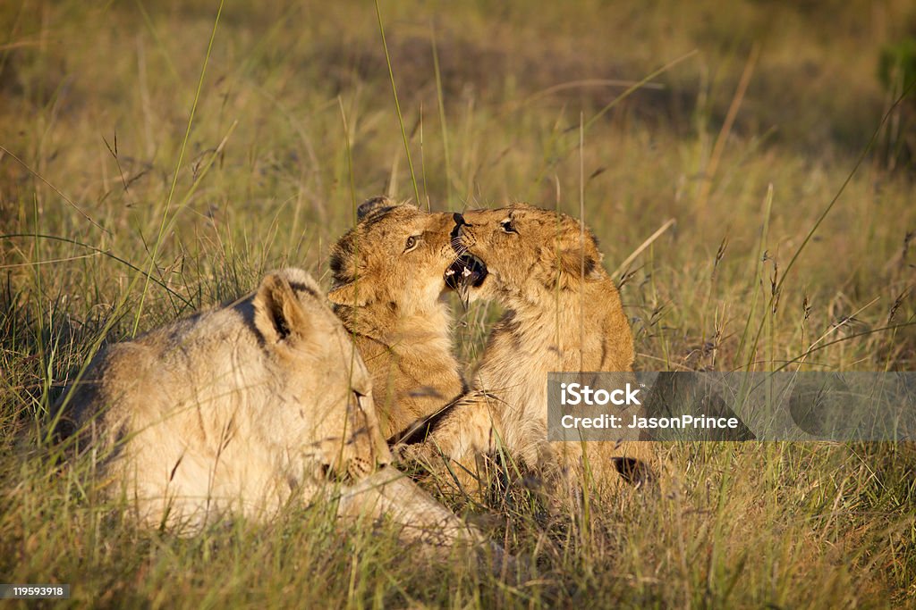 Lion cubs spielen - Lizenzfrei Australisches Buschland Stock-Foto