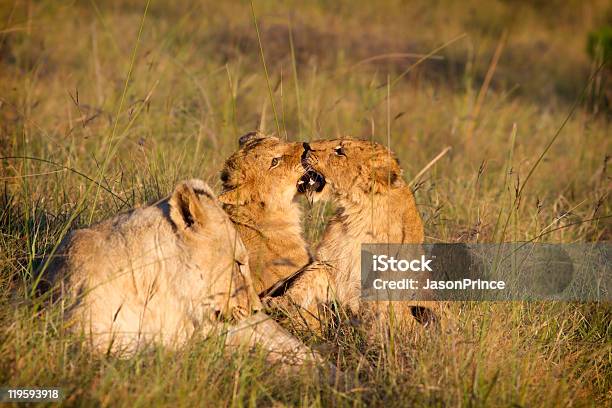 Lion Cubs Spielen Stockfoto und mehr Bilder von Australisches Buschland - Australisches Buschland, Big Five - Großwild, Ebene