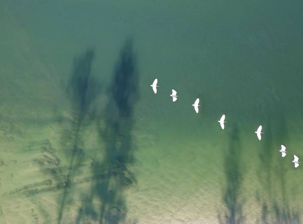 istock Birds and shadows over the water 1195939709