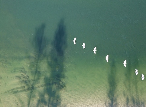 Aerial view of white birds and shadows of trees in the early morning over still water.