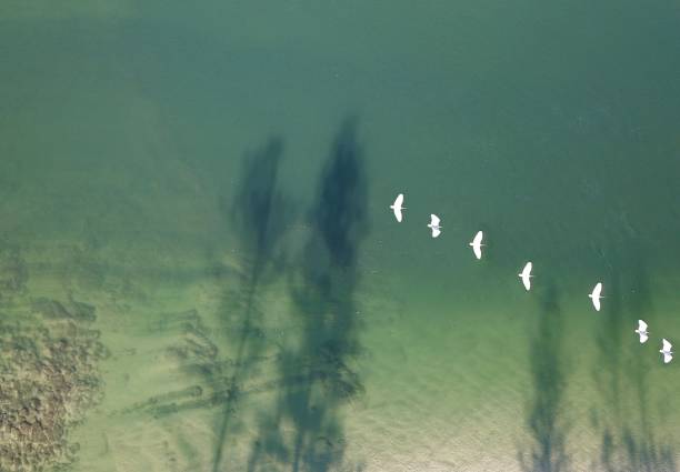Birds and shadows over the water