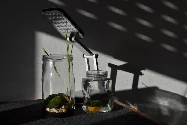 istock Inoodr Planting - Terrarium 2 1195939763