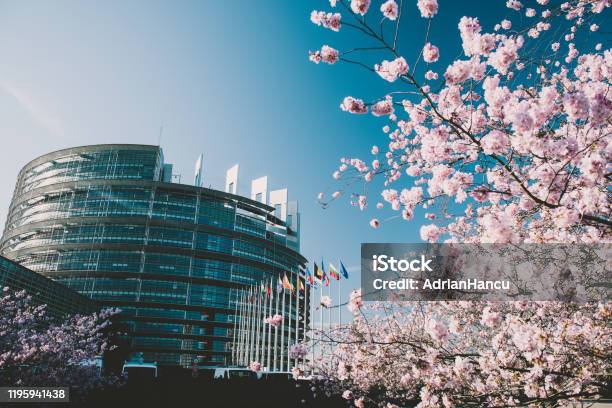 European Parliament In Strasbourg With In Bloom Sakura Cherry Tree Branch Stock Photo - Download Image Now