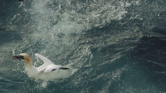 Northern gannet catching a fish at sea