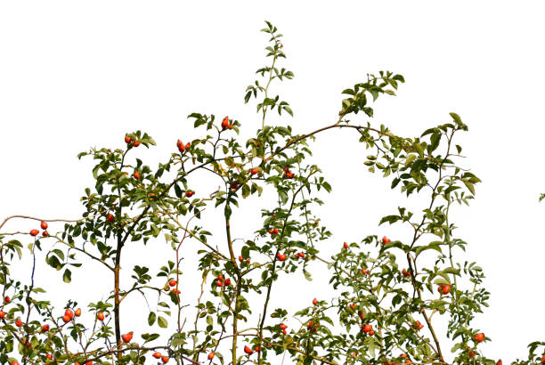 Silhouette of a Bush with leaves