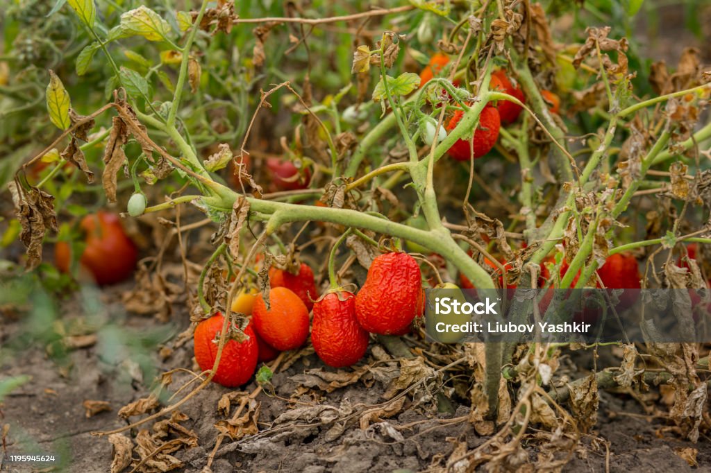 Dried tomatoes. Bad harvest. Unsatisfactory results of growing organic vegetables Dried tomatoes. Bad harvest. Unsatisfactory results of growing organic vegetables. Losses of farmers. Tomato Stock Photo