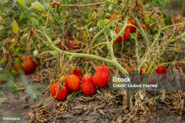 Dried Tomatoes Bad Harvest Unsatisfactory Results Of Growing Organic Vegetables Stock Photo - Download Image Now