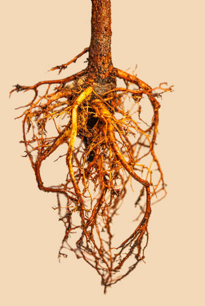 istock Wet complete small tree root during soil change in the garden at smooth background, closeup, details 1195945794