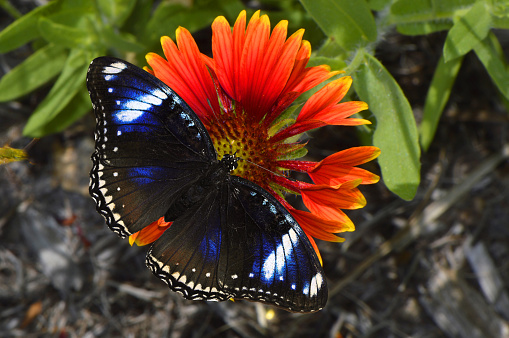 Blue Diadem Butterfly Latin name Hypolimnas salmacis and Blanket flower Latin name gaillardia pulchella