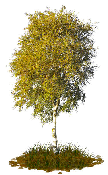 istock silhouette of a birch on a white background 1195946675