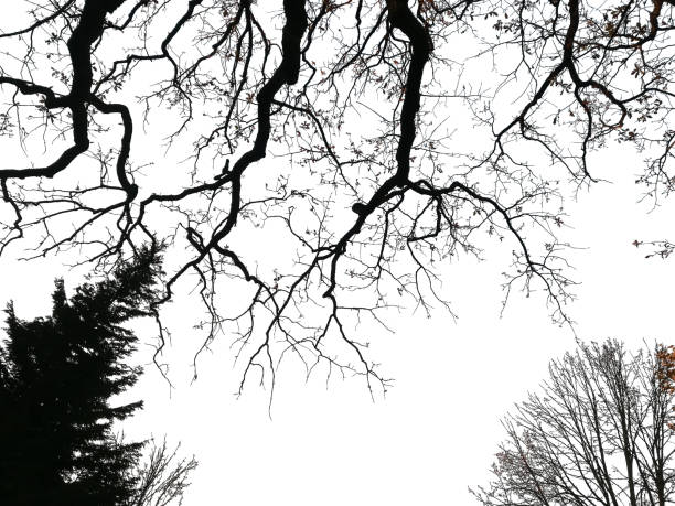 istock silhouette of oak on a white background 1195947966