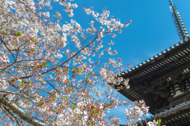 高福寺的春景 - 興福寺 奈良 個照片及圖片檔