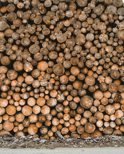 Wood stack log pile texture of cut round trees tree slices Picture of stacked cut wood logs piled over each other fuelwood stock pictures, royalty-free photos & images