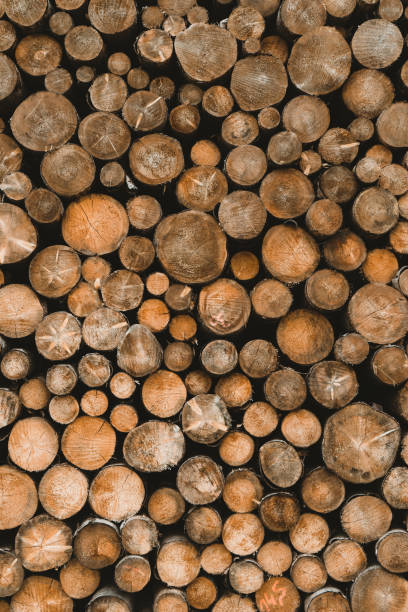 Wood stack log pile texture of cut round trees tree slices Picture of stacked cut wood logs piled over each other fuelwood stock pictures, royalty-free photos & images