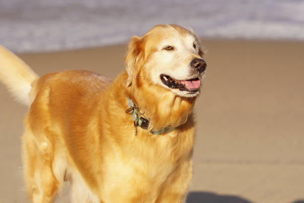 istock Golden Retriever Playing at Beach in Sand and Surf. 1195951428