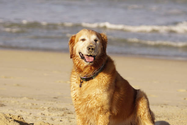 istock Golden Retriever Playing at Beach in Sand and Surf. 1195951438