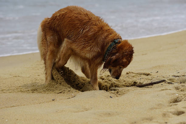 istock Golden Retriever Playing at Beach in Sand and Surf. 1195951452