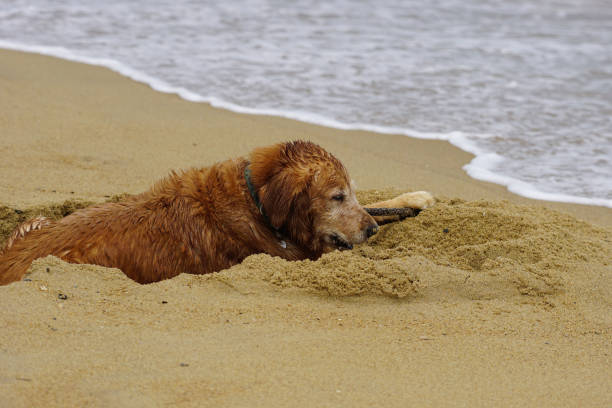 This adorable golden retriever is playing and swimming at the beach at the wonderful golden hour in the Outer Banks of North Carolina.